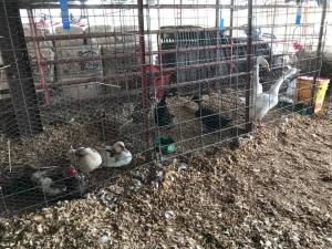 39962626_2091416850871483_769682771080642560_n