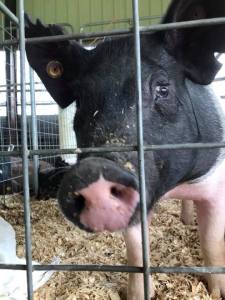 40049718_2091416784204823_3892836405792997376_n